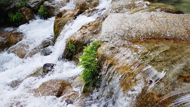 Foto un ruscello che scorre attraverso la foresta