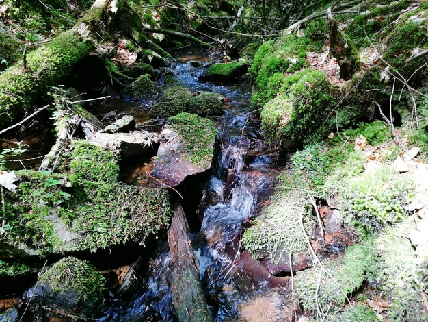 Photo stream flowing through forest