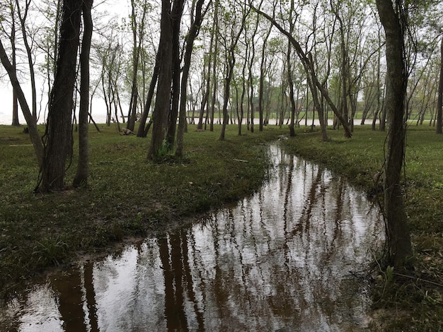 Foto un ruscello che scorre attraverso la foresta