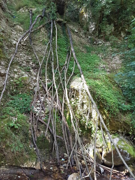 Foto un ruscello che scorre attraverso la foresta