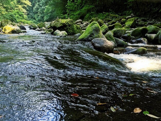 Stream flowing through moss covered rocks at forest