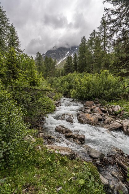 Stream flowing through rocks in forest against sky