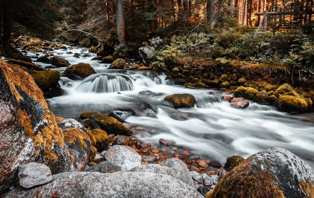 Stream flowing through rocks in forest