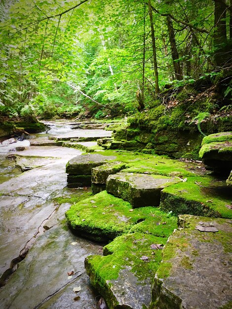 Stream flowing through rocks in forest