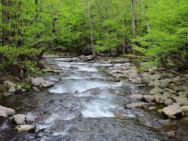 Foto un ruscello che scorre tra le rocce della foresta