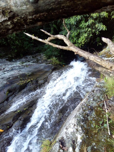 Stream flowing through rocks in forest