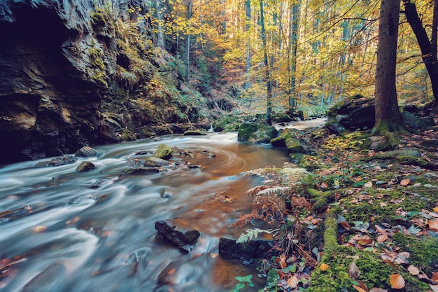 Foto un ruscello che scorre tra le rocce della foresta