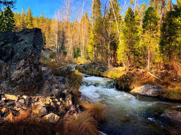 Foto un ruscello che scorre tra le rocce della foresta