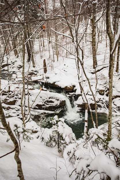 The stream flows in a snowy forest