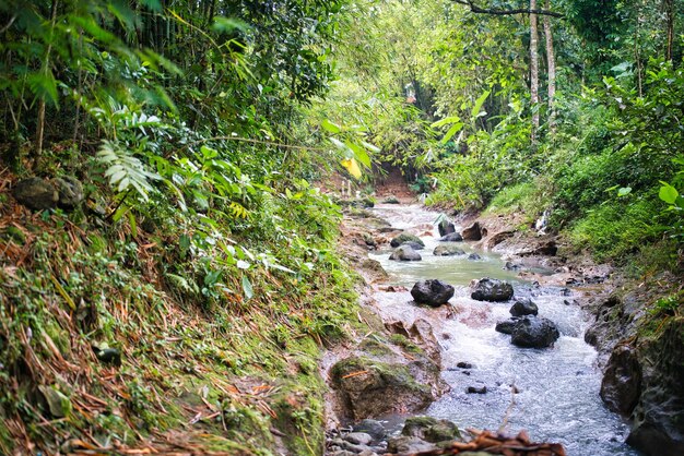 Stream in the forest - INDONESIA