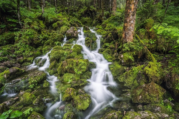 Stream in forest in Ramsau Berchtesgaden Bavaria Germany Europe