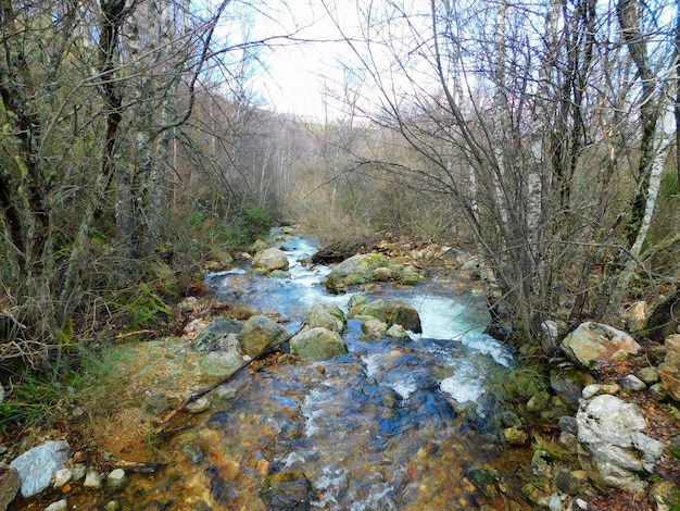 A stream in the forest with the name of the river