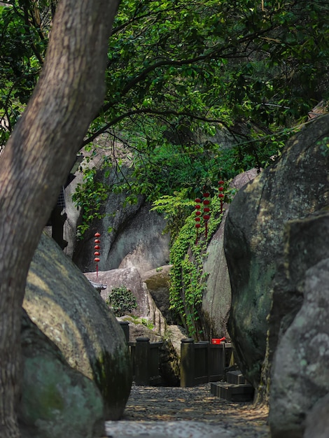 A stream in the forest with a red flower on the left