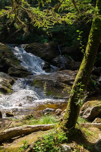 A stream in the forest with a tree in the foreground