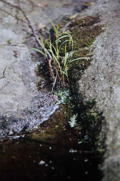 Foto un ruscello nella foresta