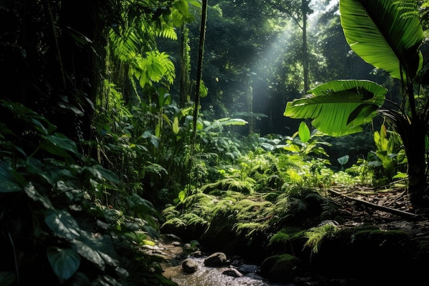 A stream in a forest