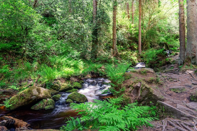 Stream in a green forest on summer warm days Peak District national park