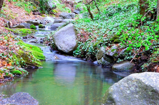 A stream in the middle of the forest