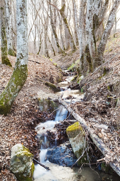 Stream in mountain woods in spring