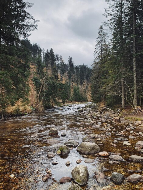 Фото Поток воды, протекающий через лес.