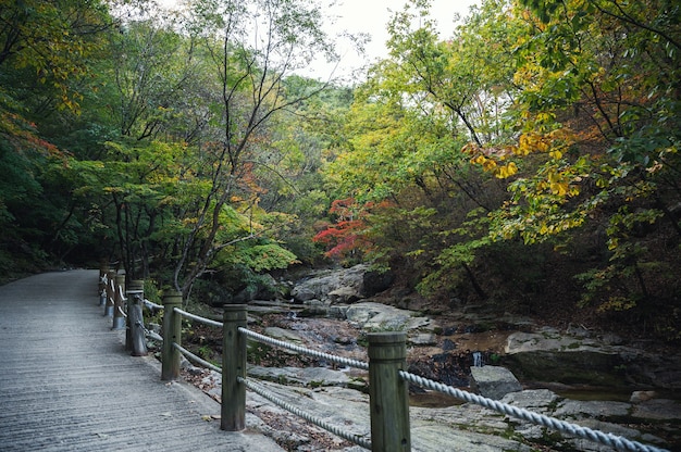 Stream stroomt in herfst bos met traject in nationaal park