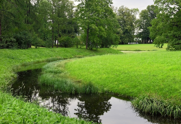 Un ruscello in un parco estivo. pittoresche sponde verdi ricoperte di erba e alberi