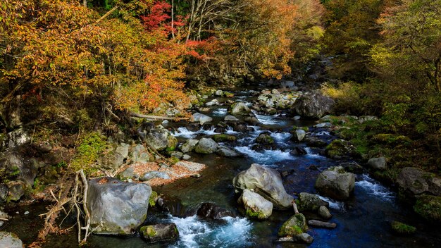 Ручей с сезоном осенних листьев в японии