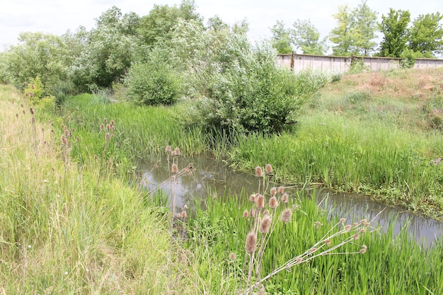 A stream with grass and trees