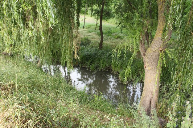 A stream with trees and grass