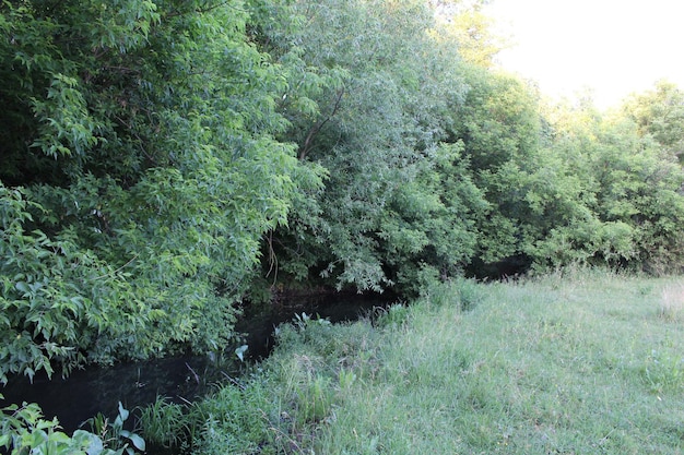 A stream with trees and grass