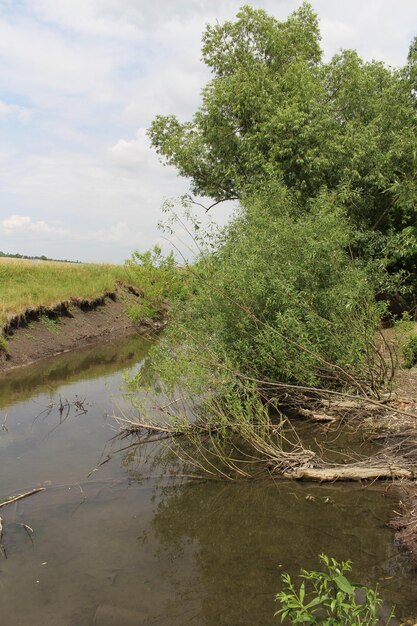 A stream with trees and grass