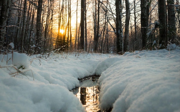 a stream in the woods with snow on the ground and trees in the background