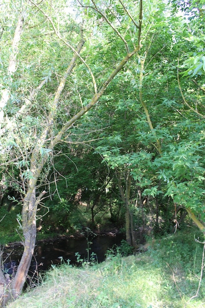 A stream in the woods