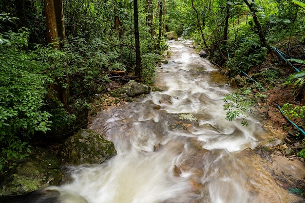 streams at the forest.