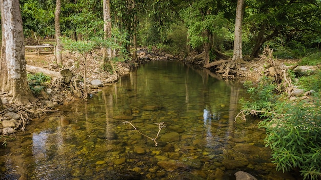 Streams in the forest