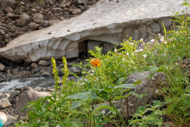 Streams gave rise to the river