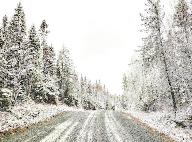 Photo street amidst snow covered bare trees during winter