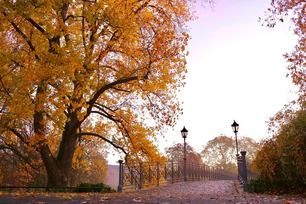 Photo street amidst trees against sky during autumn