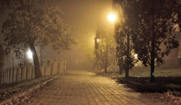 写真 夜の木の中の通り