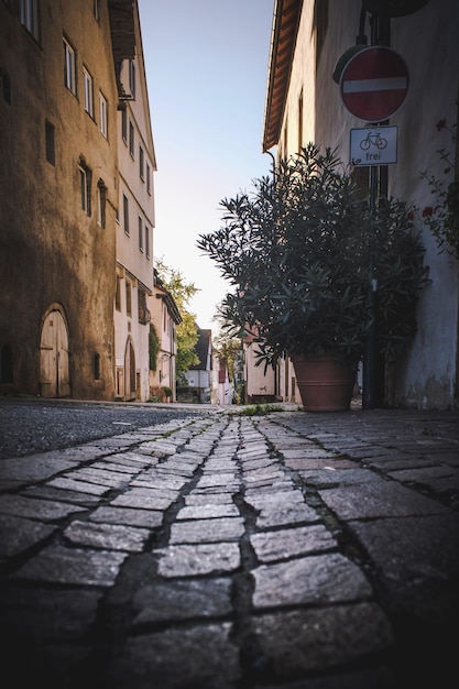 Foto strada in mezzo agli alberi in città