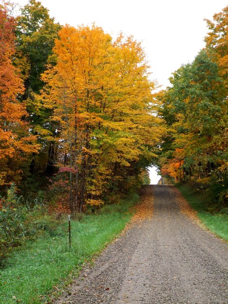 Street amidst trees during autumn