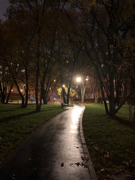 Street amidst trees in park at night