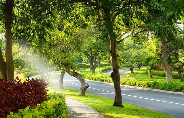 Street amidst trees and plants