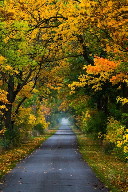 Street amidst trees