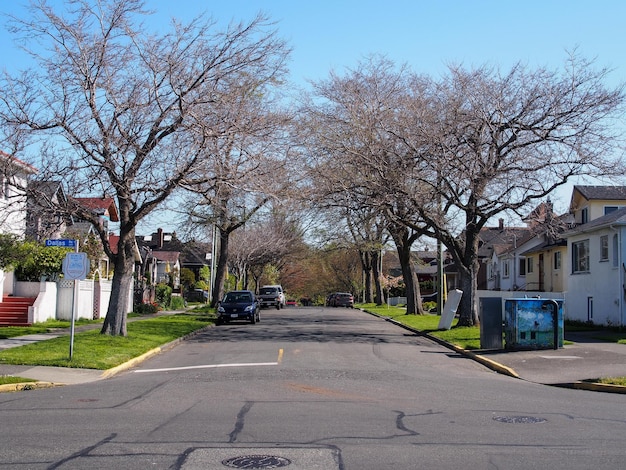 Street in between bare trees