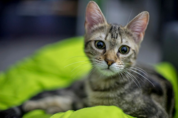 street cat adopted by a family, kitten about 3 months old