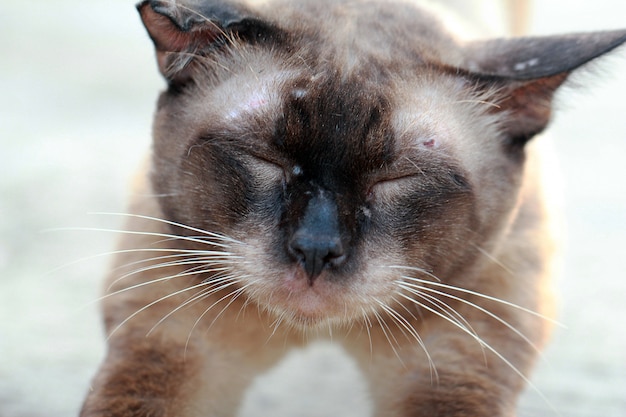 Photo street cat close up, thai cat