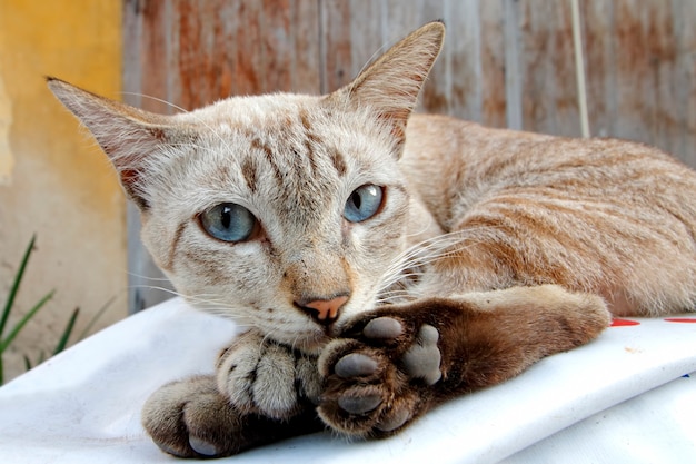 Street Cat Close up