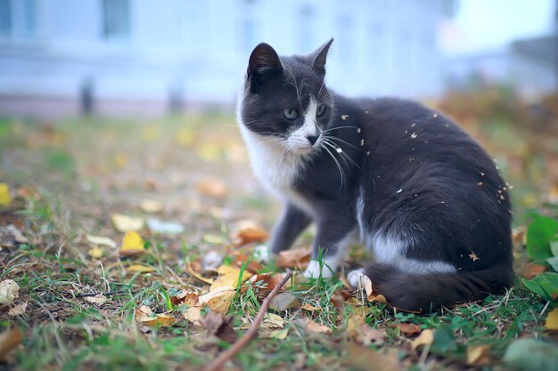 уличный кот / одинокий кот сидит снаружи, домашнее животное, бездомный