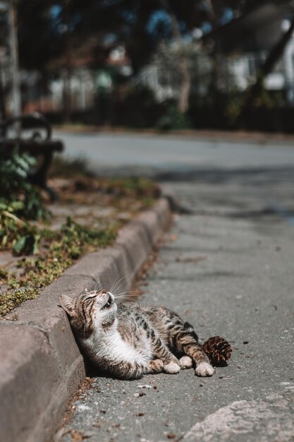 사진 에 누워 있는 거리 고양이